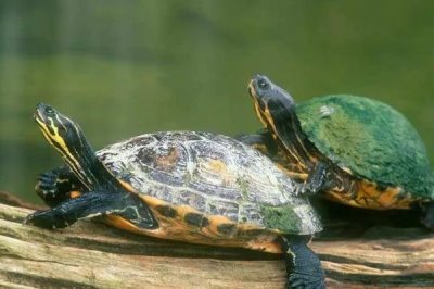 乌龟的适温，以25-30℃左右为宜