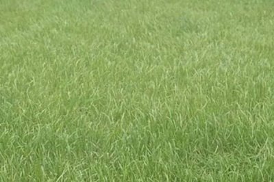 常见的草坪种子,高羊茅适合大范围推广及使用