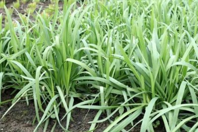 怎么防治韭菜的病虫害,需根据实际情况采取针对性措施