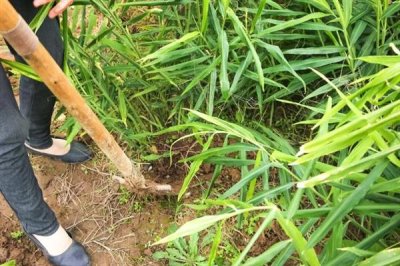 洋姜的种植方式，喜欢冷爽干燥的环境