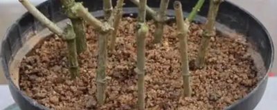 橡皮树春天可以扦插吗，橡皮树春天能扦插