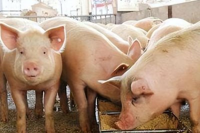 小猪喜欢吃的蔬菜水果有哪些,有生菜、白菜、包心菜、空心菜等