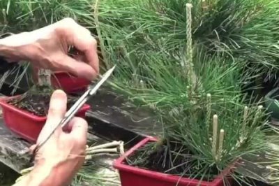 制作五针松盆景，因五叶丛生而得名