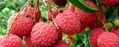 灵山荔枝品种,三月红的成熟时间最早