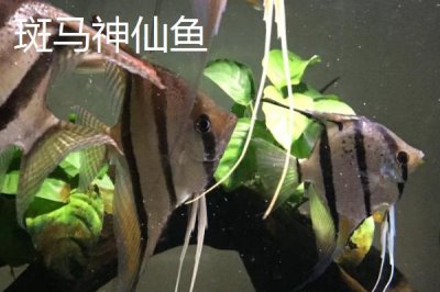 熊猫神仙鱼的产地,主要分布在西太平洋的珊瑚礁海域