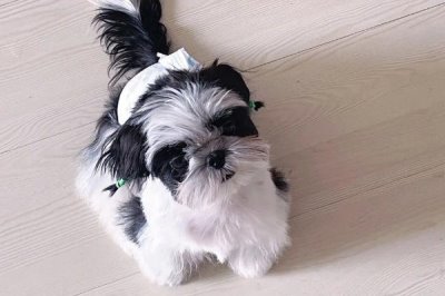 最好养的10种小型犬,包括泰迪犬、西施犬、柯基犬等品种