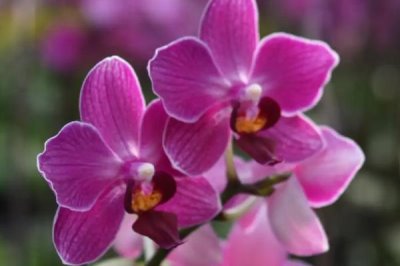 蝴蝶兰开花多久谢,开花后2-3个月才会谢