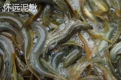 安徽省宣城市的特产,宣城茶叶深受消费者喜爱