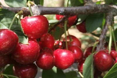布鲁克斯樱桃苗的价格,不同地区的售价有较大差异