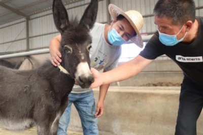 德州驴怎么育肥,一般育肥3-5个月