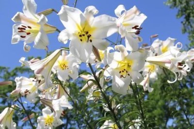 橙色百合花的寓意，寓意荣誉、胜利、富贵等