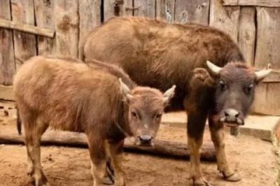 牛的繁殖方法,可进行人工或自然配种