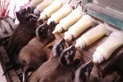 养殖果子狸的前景，在国内处于起步阶段市场需求正日益增长