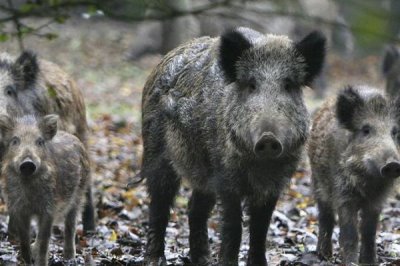 野猪在白天出来活动还是晚上,通常在清晨和傍晚最活跃