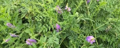 什么是山野豌豆,属于豆科、野豌豆属多年生草本植物