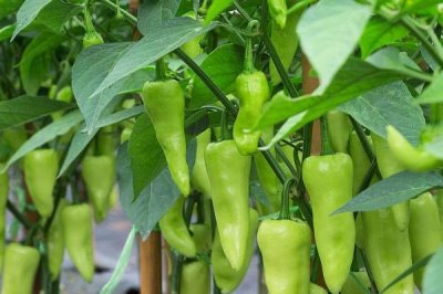 伏天甜椒如何防止落花落果，温度原因和病虫危害均会导致落花落果