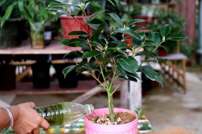 四季香妃茶花的开花次数，一年只开一次花