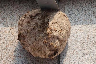 马蜂在窗户角筑巢怎么办,威胁到人身安全时则要立即处理掉