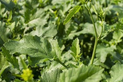 怎么种植芥末,可按照15厘米的株距进行条播