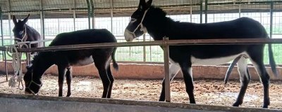 农村养什么动物可以赚钱,毛驴、鹅、野猪等动物值得选择