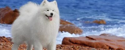 萨摩耶乱咬东西怎么解决,批评和奖励结合