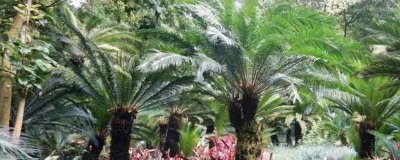 铁树的种类,常见的有巴西铁树、海南苏铁等