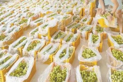 葡萄采收前管理要点，首先剪去失水的果粒