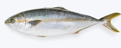 章红鱼的价格,一斤售价50元左右