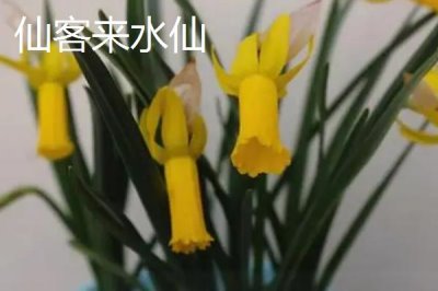 水仙花品种介绍,品种众多观赏价值都极高