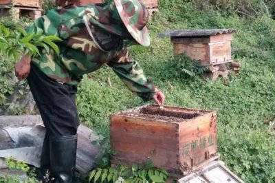 盗蜂的处理方法,需及时处理