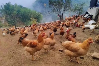 散养土鸡成本,饲养一只土鸡纯利在10元-20元