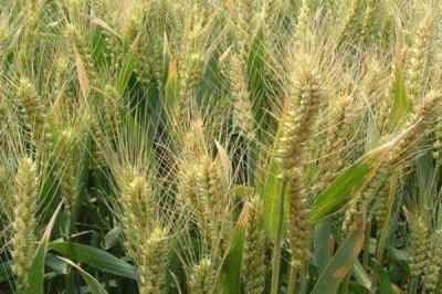 徐麦DH9小麦种子简介,自然发病鉴定中抗~中感赤霉病