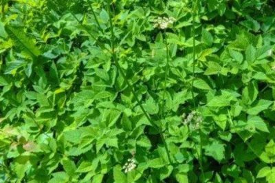 沙参的市场价格,一斤售价15元左右