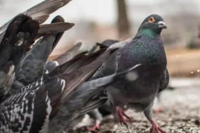 鸽子有没有耳朵,有耳朵且听力非常好