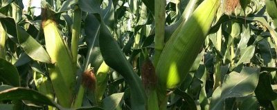 美锋1191玉米种子介绍，一般种植密度3000株/亩