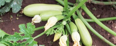 西葫芦有哪些品种,常见的有花叶西葫芦、无种皮西葫芦等