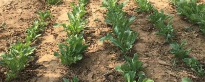 板蓝根的种植技术,整个生育期要中耕除草3次