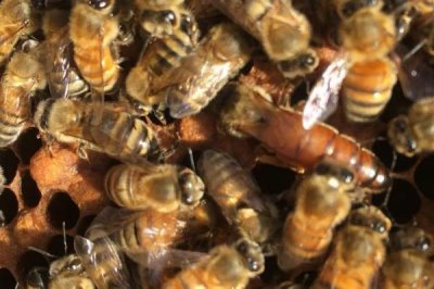 蜂王的作用,主要是产卵