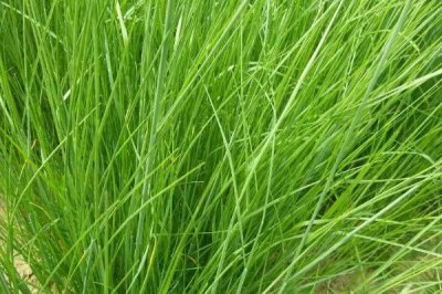 鼠茅草的产地,北美退化草原是主要分布区