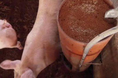 猪毛重和净重怎么计算,毛重等于胸围乘以体长除以系数