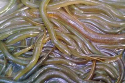 黄鳝腐皮病与烂尾病怎么防治,鳝池要常清洗并换水