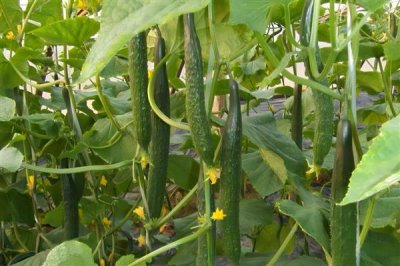 黄瓜从种植到收获的所需时间，经过90-120天左右才能采收