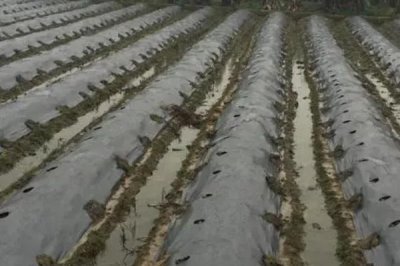 地膜土豆与胡萝卜套种技巧,地膜土豆适宜播种期为4月上中旬