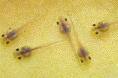 蝌蚪变成青蛙需要多久,经过80-150天左右便可完成蜕变