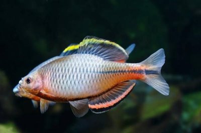 我国有多少种鱼类,共有3000多种