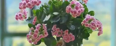 长寿花可以开多久，花期可持续90-120天左右