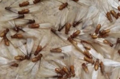 怎么消灭有翅膀的白蚁,可用高压黑光灯进行诱杀