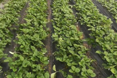 草莓种子的种植方法,在5-6月的成熟果实中采种