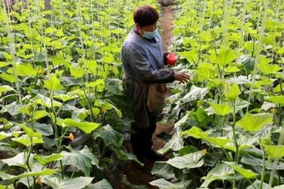 黄瓜弯曲果的综合防治方法,生长期需确保充足的光照