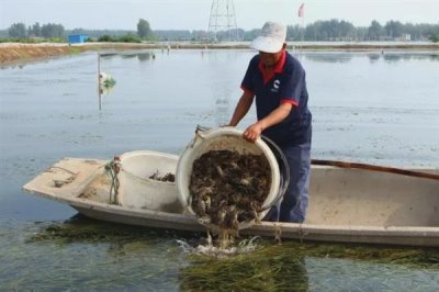 河蟹的价格,一斤需要10-35元左右